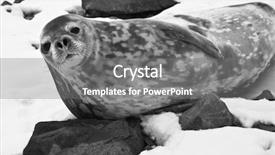  Presentation with rest - PPT theme enhanced with grey seal has a rest background and a gray colored foreground