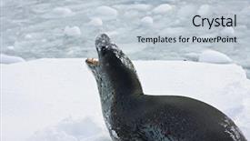  Presentation with rest - Amazing theme having grey seal has a rest backdrop and a lemonade colored foreground