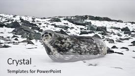  Presentation with chakra stones - Slides having grey seal has a rest background and a  colored foreground