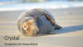  Presentation with grey - Slide set having grey-seal-on-the-beach background and a mint green colored foreground