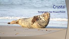  Presentation with sea and beach - Amazing slide deck having grey seal on the beach backdrop and a lemonade colored foreground