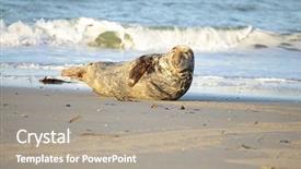  Presentation with grey - Amazing theme having grey-seal-on-the-beach backdrop and a gray colored foreground