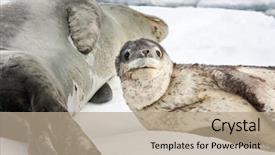  Presentation with mom baby - PPT layouts with grey seals - baby seal close to his background and a coral colored foreground
