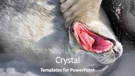  Presentation with mom baby - Cool new presentation with grey seals - baby seal close to his backdrop and a gray colored foreground