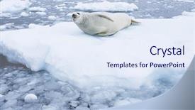  Presentation with blood flow vessel flowing - Presentation having grey seals - fur seal lying on ice background and a sky blue colored foreground