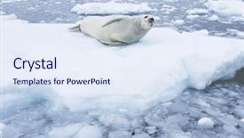  Presentation with blood flow vessel flowing - Amazing theme having grey seals - fur seal lying on ice backdrop and a sky blue colored foreground