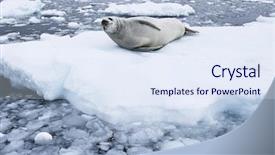  Presentation with ice - Amazing slide set having grey seals - fur seal lying on ice backdrop and a sky blue colored foreground