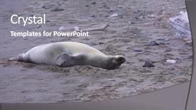  Presentation with hawaiian - Presentation theme with grey seals - hawaiian monk seal aka neomonachus background and a gray colored foreground