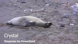  Presentation with hawaiian - Colorful PPT theme enhanced with grey seals - hawaiian monk seal aka neomonachus backdrop and a gray colored foreground
