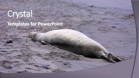  Presentation with hawaiian luau pictures - Presentation having grey seals - hawaiian monk seal aka neomonachus background and a gray colored foreground