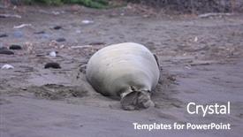  Presentation with hawaiian - PPT theme featuring grey seals - hawaiian monk seal aka neomonachus background and a gray colored foreground