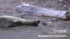  Presentation with hawaiian - Amazing PPT theme having grey seals - hawaiian monk seal aka neomonachus backdrop and a gray colored foreground
