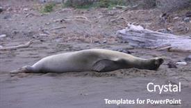  Presentation with hawaiian volcano - Beautiful presentation theme featuring grey seals - hawaiian monk seal aka neomonachus backdrop and a  colored foreground