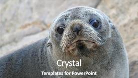  Presentation with new zealand silver fern black - Presentation design having grey seals - new zealand fur seal arctocephalus background and a  colored foreground