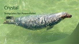  Presentation with atlantic - PPT layouts having grey seals - north atlantic seal in st background and a mint green colored foreground