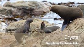 Presentation with lions - PPT layouts consisting of grey seals - sea lions background and a  colored foreground
