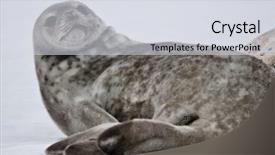  Presentation with antarctic - Slide set consisting of grey seals - seal rests on the snowy background and a sky blue colored foreground