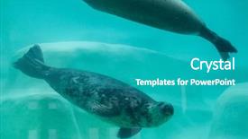  Presentation with grey - Cool new slide deck with grey seals halichoerus grypus also backdrop and a teal colored foreground