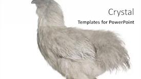  Presentation with hen - Slides having grey silkie hen 1 year old standing in front of white background background and a white colored foreground