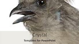  Presentation with hen - Cool new slides with grey silkie hen 1 year old standing in front of white background backdrop and a coral colored foreground