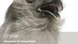  Presentation with hen - PPT theme consisting of grey silkie hen 1 year old standing in front of white background background and a gray colored foreground