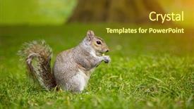  Presentation with eating - Presentation theme enhanced with grey squirrel sciurus carolinensis eating some nuts on grass background and a tawny brown colored foreground