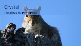  Presentation with tree - Amazing presentation having grey-squirrel-sciurus-carolinensis backdrop and a light blue colored foreground