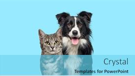  Presentation with banner blue - Slide deck enhanced with grey-striped-tabby-cat background and a light blue colored foreground