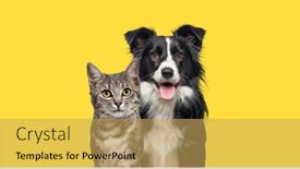  Presentation with dog cat - Slide set consisting of grey-striped-tabby-cat background and a yellow colored foreground