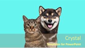 Presentation with cat dog - PPT layouts with grey-striped-tabby-cat background and a tawny brown colored foreground