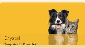  Presentation with cat dog - PPT layouts consisting of grey-striped-tabby-cat background and a yellow colored foreground