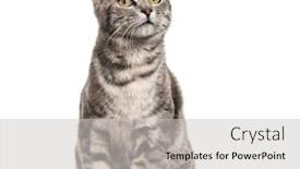  Presentation with grey strips - Cool new presentation with grey-stripped-mixed-breed-cat backdrop and a light gray colored foreground
