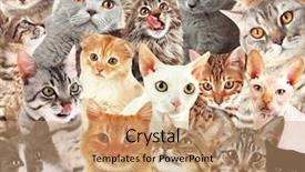  Presentation with grey strips - Theme enhanced with grey strips - cat background background and a coral colored foreground