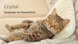  Presentation with cat - Audience pleasing presentation design consisting of grey-tabby-cat-lying backdrop and a lemonade colored foreground