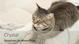  Presentation with cat - Presentation design having grey-tabby-cat-lying background and a mint green colored foreground