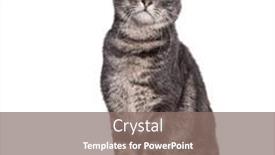  Presentation with cat - Slides featuring grey-tabby-cat-sitting background and a gray colored foreground