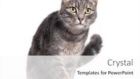  Presentation with walking cat - 