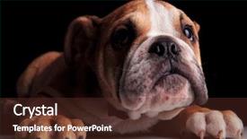  Presentation with cute black board - PPT theme featuring grey table on black background and a tawny brown colored foreground