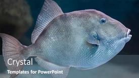  Presentation with marine - Theme enhanced with grey-triggerfish-balistes-capriscus-marine background and a seafoam green colored foreground