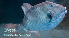  Presentation with marine - Slide set featuring grey-triggerfish-balistes-capriscus-marine background and a ocean colored foreground