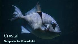  Presentation with marine - Colorful slides enhanced with grey-triggerfish-balistes-capriscus-marine backdrop and a navy blue colored foreground