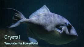  Presentation with marine - Amazing theme having grey-triggerfish-balistes-capriscus-marine backdrop and a wine colored foreground