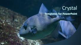  Presentation with marine - PPT layouts featuring grey-triggerfish-balistes-capriscus-marine background and a ocean colored foreground