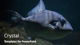  Presentation with marine - Audience pleasing PPT theme consisting of grey-triggerfish-balistes-capriscus-marine backdrop and a dark gray colored foreground