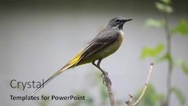  Presentation with grey - Presentation design having grey-wagtail-motacilla-cinerea-wild background and a light gray colored foreground