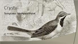  Presentation with old camera and film sound - Beautiful slides featuring grey-wagtail-old-illustration-motacilla backdrop and a light gray colored foreground