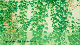  Presentation with ivy - Slide deck with grey-wall-background-with-ivy background and a  colored foreground