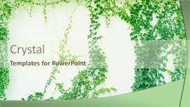  Presentation with ivy - Presentation theme with grey-wall-background-with-ivy background and a  colored foreground