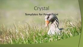  Presentation with geese - Audience pleasing slide set consisting of grey-wild-geese-on-green backdrop and a mint green colored foreground