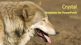  Presentation with wolf - Colorful PPT layouts enhanced with grey wolf blinking at sun backdrop and a coral colored foreground